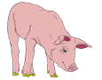 Schwein - Seil 1340000004